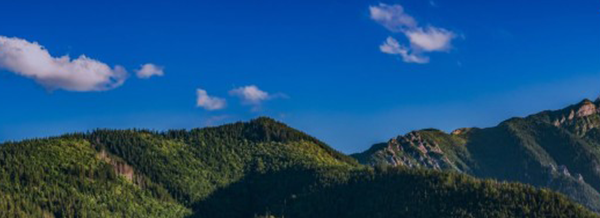 Blue-Whale-Materials Blue-Whale-Materials